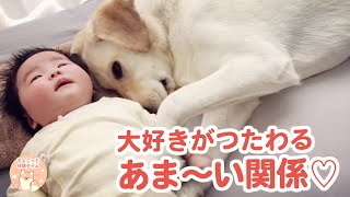 大好きな赤ちゃんを優しく見守る大きなワンコたち♡【ちょこっと休憩タイム】