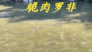 【老林赶野】很多網友問怎麼都沒拍脆肉羅非了，今天來一期給大家看看