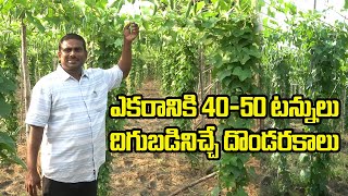 దొండ సాగులో మెలకువలు || Ivy Gourd Cultivation || Success Story of Ivy Gourd Cultivation || Eruvaaka