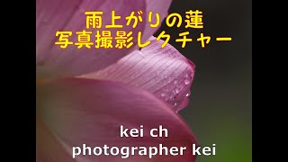 蓮の花写真の撮り方、雨上がりの蓮　写真レクチャー