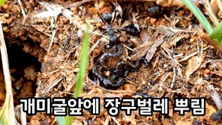 수백마리가 살고있는 개미굴앞에 장구벌레를 뿌렸습니다 우리 개미가 좋아해요