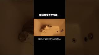 浴槽から出られなくなるも悟りを開いた猫