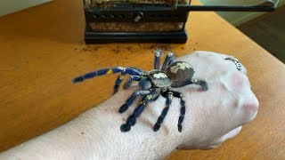 Handling Carmen, my giant blue spider (Poecilotheria metallica)