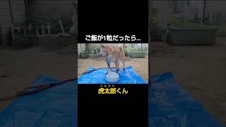 ご飯が1粒だったら…柴犬ver.【🐈#shorts🐾 】