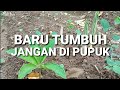 WAKTU YANG TEPAT UNTUK MELAKUKAN PEMUPUKAN TANAMAN PORANG