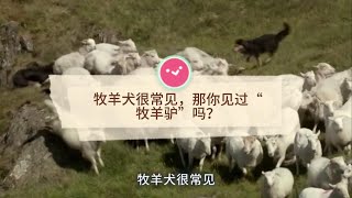 牧羊犬很常见，那你见过“牧羊驴”吗？