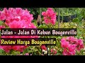 Ke Kebun Bougenville Di Ladang Sekar Yuk ‼️Tanaman Hias Bunga Kertas.