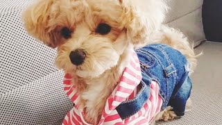 マルプー　パピーから成犬へ💕ピーナッツカット　性格温厚　生後１年１ヶ月　おとみちゃん　飼育　室内犬　毛色　アプリコット　Maltipoo　toy poodle　Maltese　ショート動画