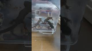 5秒動画【アカハライモリ】 #japan #amphibians #イモリ #両生類 #アカハライモリ #shorts #short