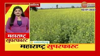 Washim mustard farming : 476 हेक्टरवर मोहरीचे पीक बहरलं, पाहा मोहरी शेतीची नयनरम्य दृश्य