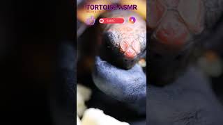 WATCH MINI MADNESS BOOBERRY TORTOISE RED FOOT ASMR MUKBANG🐢