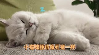 你永远叫不醒一个装睡的人 #小猫咪的迷惑睡姿 #萌宠出道计划