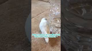 マメルリハインコのルーちゃんVSペットボトルさん