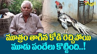 Pandem Kollu | మూత్రం తాగిన కోడి రెచ్చిపోయి మూడు పందేలు కొట్టింది..!! Tone Agri