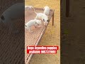 dogo argentino puppies available naturalfarming naturalpet puppy poetry thebestrelaxationmusie