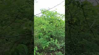 My farm - Acacia catechu | Senegalia catechu