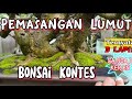 INGAT 3 LAPIS INI!!! Teknik Pemasangan Lumut Bonsai PERSIAPAN KONTES @utamaasepbonsaicutting3711