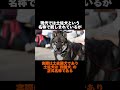 ⚠️世界でも要注意犬種？！大和魂全開犬 土佐闘犬雑学 犬界四皇part3