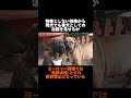 ⚠️世界でも要注意犬種？！大和魂全開犬 土佐闘犬雑学 犬界四皇part3