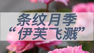 伊芙飞溅