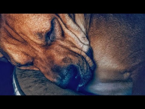 HOW TO GET RID OF DOG PEE SMELL IN CARPET- TAKE A TIP TUESDAY HOW TO GET RID OF DOG PEE SMELL IN CARPET- TAKE A TIP TUESDAY