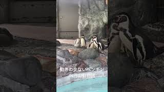 【動物編】フンボルトペンギン水浴びしないペンギン#フンボルトペンギン#小樽水族館