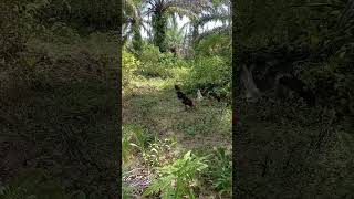 Video Full Mikat Ayam Hutan disiang hari hanya bermodalkan Cekeran langsung Pasang #fyp