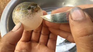 Big Stomach Fish | What is in This Stomach fish?