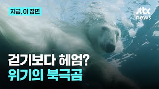 북극 해빙 아래 헤엄치는 북극곰…곰인데 걷기보다 헤엄을 더 많이?｜지금 이 장면