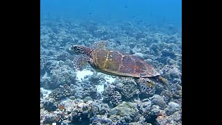 Diving in Haa alifu Atoll, Maldives 2016