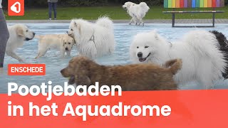 Eerste hondenplons bij Aquadrome groot succes