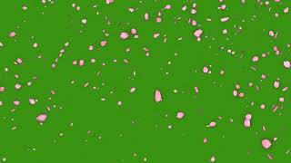 Lluvia de PETALOS de flor de CEREZO pantalla verde [ Falling cherry blossom petals green screen ]