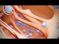 Stem Cells | Bone Marrow | Blood cells |stem cells treatment! enjoy and learn ! medical animation