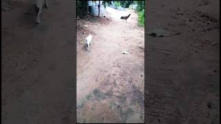 എന്റമ്മേ ഈ പൂച്ചക്ക് എന്തോ പ്രശ്നമുണ്ട്😾😆#cat#hen#funny #comedy#shortsvideo#shortvideo #short#shorts