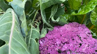 PURPLE CAULIFLOWER AND ROMANESCO BROCCOLI | PANEN BUNGA KOL UNGU DAN BROKOLI ROMANESCO 🥦💜 #SHORTS