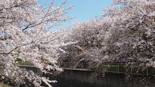 春ののんびり散歩　練馬区　下石神井　石神井川で桜を愛でる　2020/4/6 6