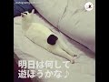 ジャパニーズボブテイル、しっぽの短い猫ちゃんのキュートな「しっぽフリフリ」【peco tv】