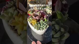 バレンタイン寄せ #今日の多肉事 #多肉大好き #succulents #ガーデニング #多肉 #garden #plants #多肉植物 #寄せ植え #バレンタイン#succulent #エケベリア