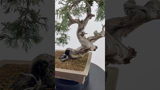 Juniperus sabina 24-223