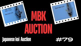 MBK live Japanese koi auction #79