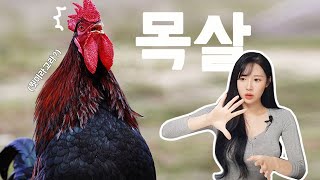 [SUB] 닭 특수부위! 닭 목살! 혼술 안주와 간단한 캠핑요리에 딱 이네! Chicken special cuts! chicken neck!