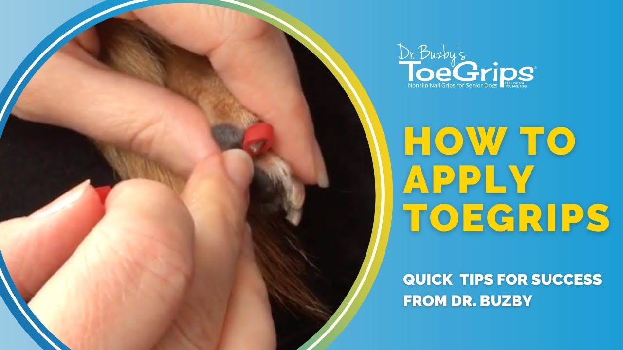 How To Apply Toegrips Dog Nail Grips Youtube