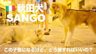 秋田犬”SANGO” イタリアでカワイイ犬に出会うが、接し方がぎこちない。笑