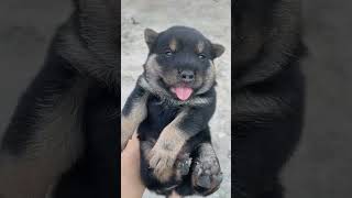 Whose little puppy is Dahuang? Who doesn't love this little puppy? Chinese native dog Dahuang do