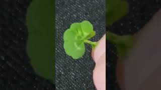 7 leaf clover