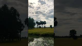 ទិដ្ឋភាព​រដូវ​ច្រូត​កាត់​ |Harvest view