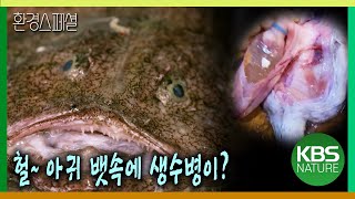 헐~ 아귀 뱃속에 생수병이? [2021-2022 UHD환경스페셜 19편 지금 바다는... ] / KBS 20210812 방송