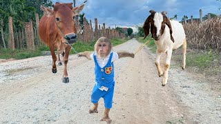 Best super funny moments Cutis! Best funny CUTIS with goat and Cows!