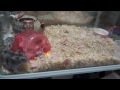 hamster ジャンガリアンハムスター　けんかその３