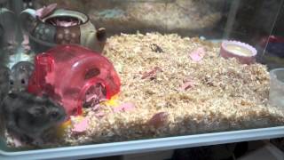 Hamster  ジャンガリアンハムスター　けんかその３